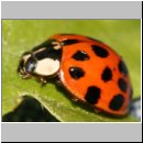 Harmonia axyridis - Asiatischer Marienkaefer 05.jpg